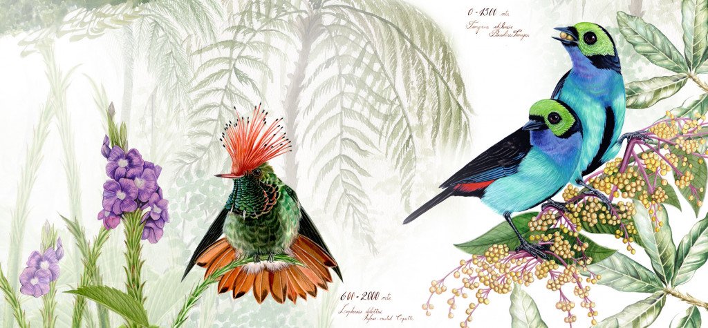 colibri-chilensis-fondo-fio-2020